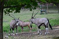 Do venkovního výběhu v olomoucké zoo bylo po dlouhé zimě vypuštěno stádo oryxů. Květen 2022