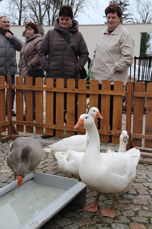 Svatomartinské slavnosti ve Velké Bystřici.