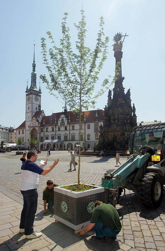 Instalace mobilní zeleně na Horním náměstí v Olomouci v červnu 2008