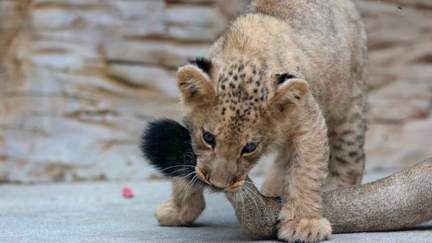 Lvíček z olomoucké zoo