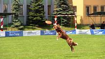 To nejlepší z Dogfrisbee jde o víkendu k vidění v Olomouci