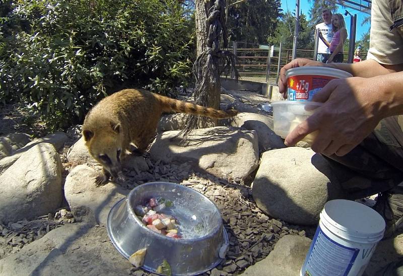 Nosálí mláďata v olomoucké zoo