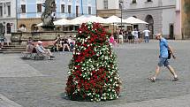 Květinové pyramidy v červené a bílé barvě na Horním náměstí v Olomouci