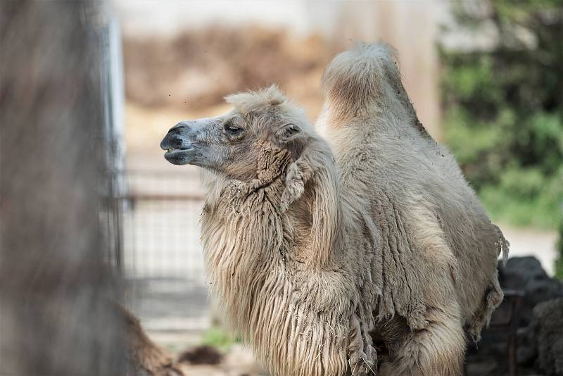 Hezké počasí a bezpočet čerstvě narozených mláďat jsou výzvou k procházce po zoo.