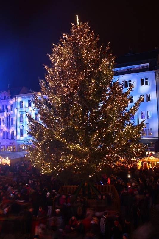 Vánoční strom na Horním náměstí v Olomouci, jmenuje se Polárka