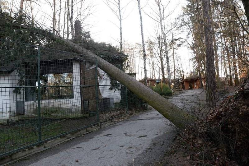 Následky vichru z 10. na 11. 3. 2019 v olomoucké zoo. Výběh kočkodanů