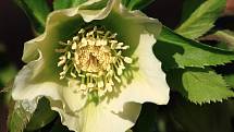 Čemeřice (Helleborus sp.), Gruzínská zahrada. Oddenek čemeřice se dříve užíval v lidovém léčitelství jako srdeční lék. Rostlina a oddenek obzvlášť obsahuje srdeční glykosidy, alkaloidy a steroidní saponiny. Čemeřice nejraději rostou v humózní, propustné p