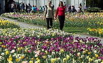 Jarní etapa výstavy Flora Olomouc 2019 - čtvrtek 25. dubna