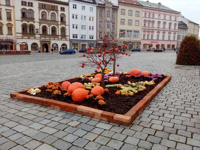 Na podzimní Floru láká i instalace na Horním náměstí v Olomouci