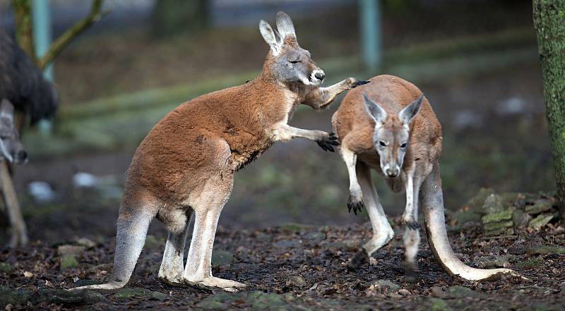 Uzavřená Zoo Olomouc na začátku února 2021