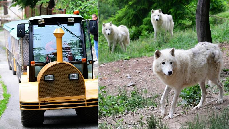 Safari Amerika v olomoucké zoo na Svatém Kopečku