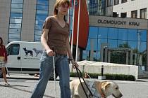 Vítězný tým. Labradorka Jesabel, která vyhrála závody vodicích psů v Olomouci, i s majitelkou Pavlou Čichoňovou.