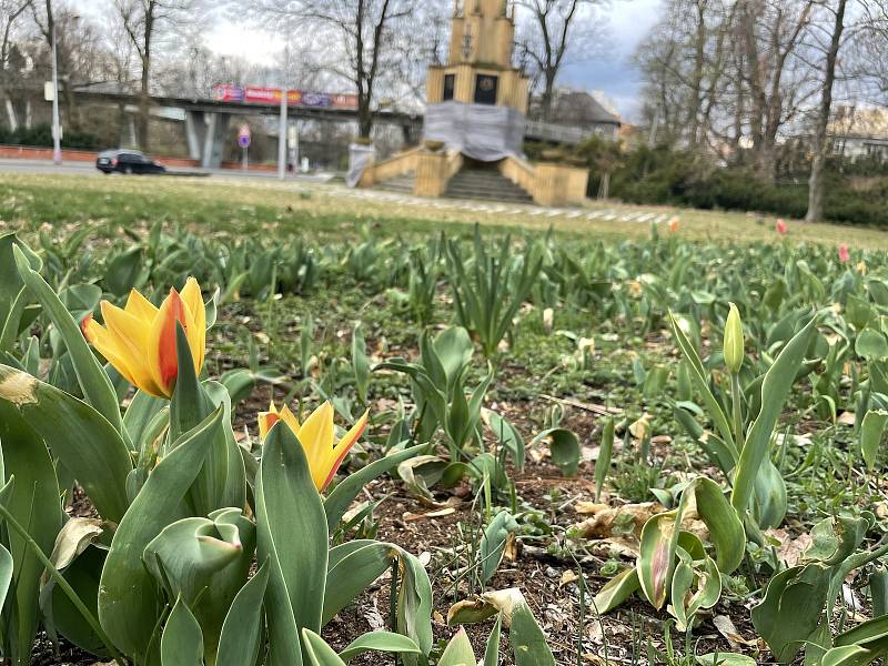 Olomoucké parky krášlí ornamenty kvetoucích cibulovin, 5. dubna 2022