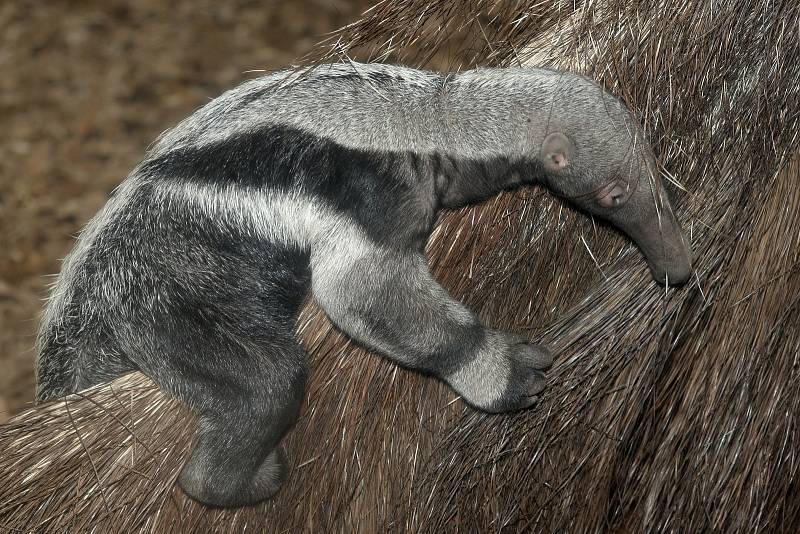 U mravenečníků velkých v olomoucké zoo mají mimino.