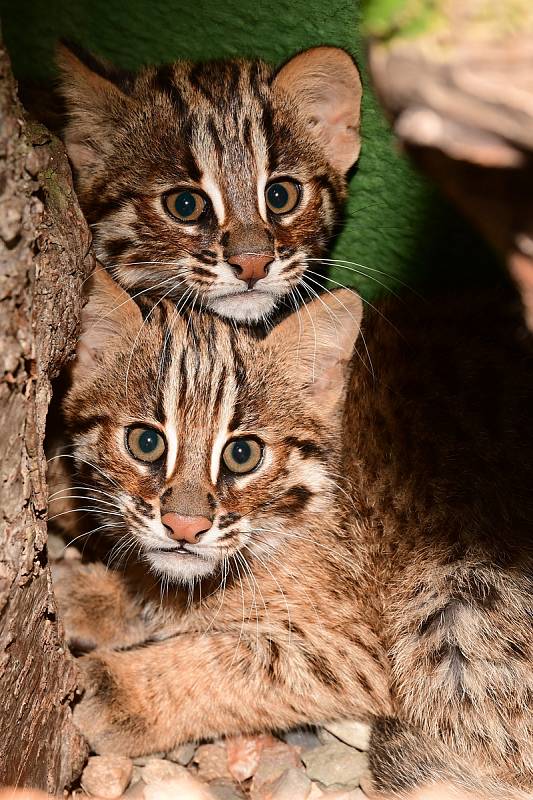 Návštěvníci zoo se už mohou potěšit pohledem na tři mláďata kočky krátkouché.