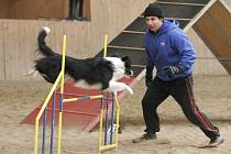 Soutěž v agility pro psy a jejich pány. Ilustrační foto
