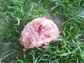 Mleté maso s jedem našli v sobotu 21. dubna na zahradě u svého domu manželé Schmiedtovi ze Štěpánova na Olomoucku