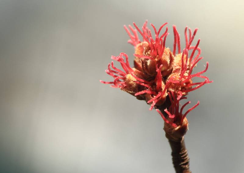 Javor stříbrný (Acer saccharinum), samičí květy, Rozárium. Tento Severoamerický druh javoru je typický svými na rubu stříbřitě bělavě chlupatými listy. Ve své domovině je pro svou sladkou mízu využíval jako zdroj cukru. Pro svůj rychlí růst je oblíbenou d