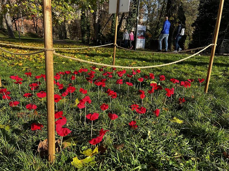 V Bezručových sadech v Olomouci vyrostl záhon vlčích máků, 6. listopadu 2022