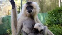 Mládě gibona v olomoucké zoo