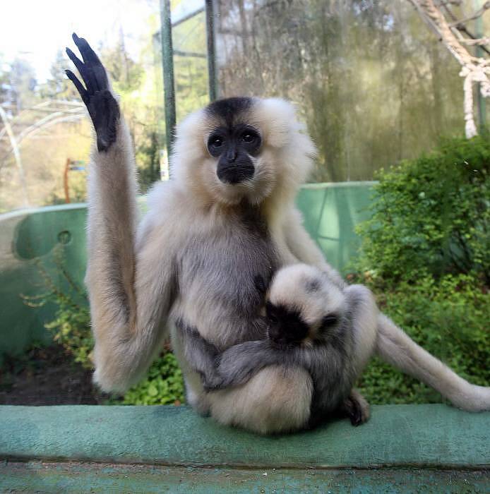 Mládě gibona v olomoucké zoo