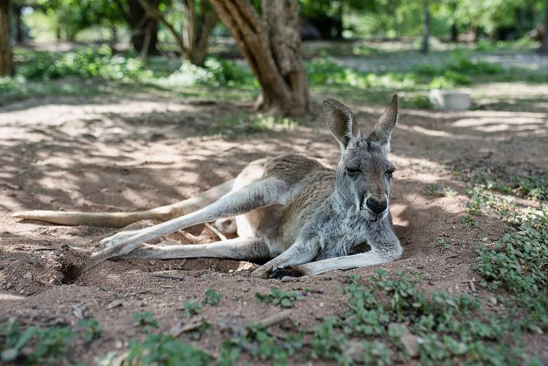 Hezké počasí a bezpočet čerstvě narozených mláďat jsou výzvou k procházce po zoo.