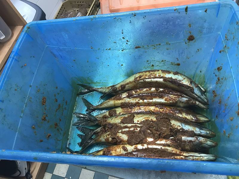Makrela na klacku - fenomén z Hané vychutnávaný desítky let