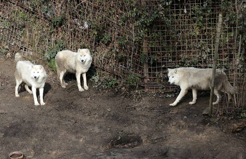 Uzavřená Zoo Olomouc na začátku února 2021