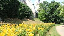 V parku pod katedrálou svatého Václava v těchto dnech do dálky září záhon barevných lilií.