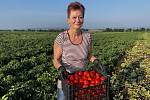 Na poli u Vojnic začal samosběr zdravé zeleniny za pár korun. Sjíždí se davy, 25. srpna 2022