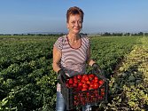 Na poli u Vojnic začal samosběr zdravé zeleniny za pár korun. Sjíždí se davy, 25. srpna 2022