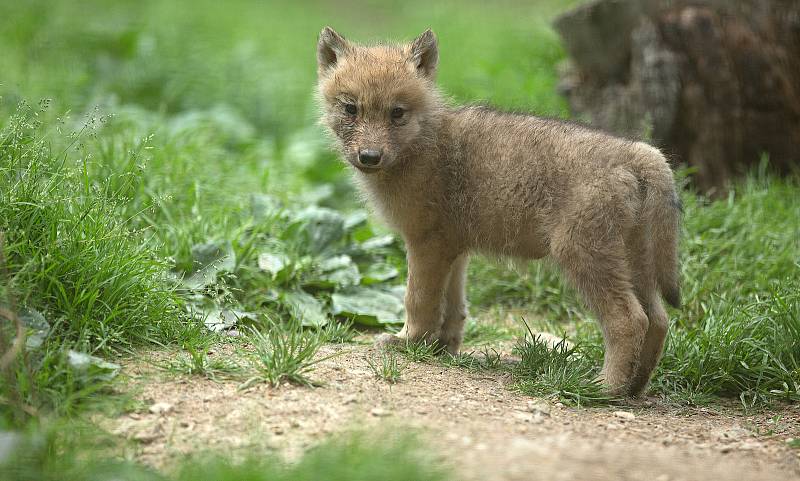 Mláďata ve výběhu vlků Hudsonových v olomoucké zoo