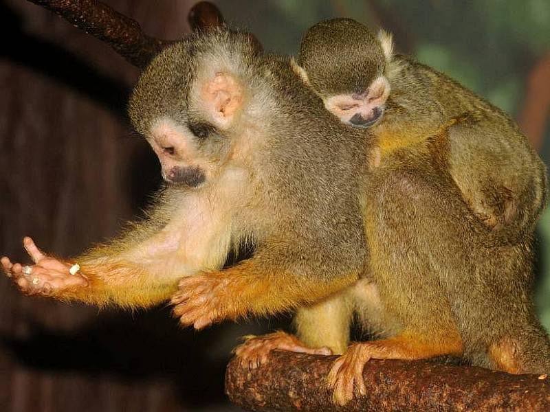 Mládě kotula je prvním přírůstkem olomoucké zoo v roce 2011