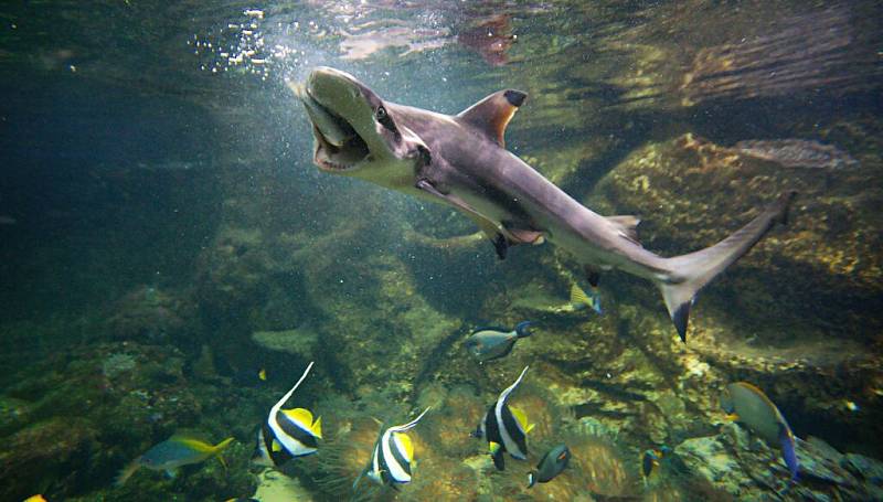 Krmení žraloků v olomoucké zoo