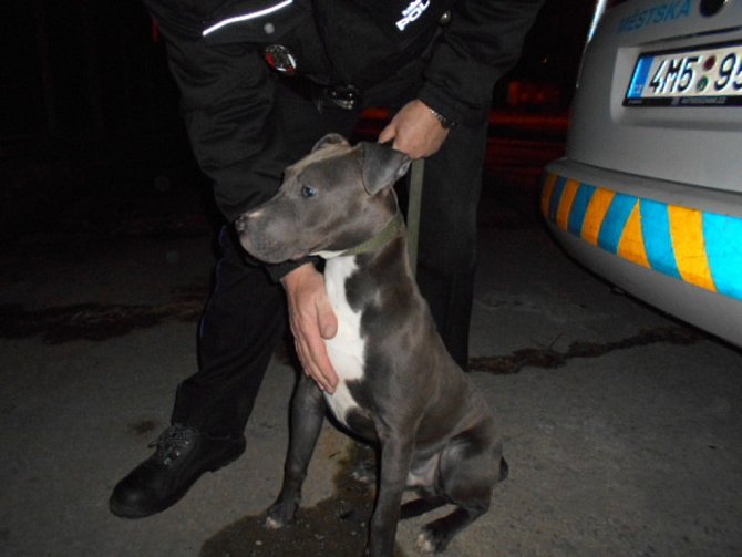 Olomoučtí strážníci ve středu v noci vyjížděli k odchytu volně pobíhajícího psa v Sokolské ulici