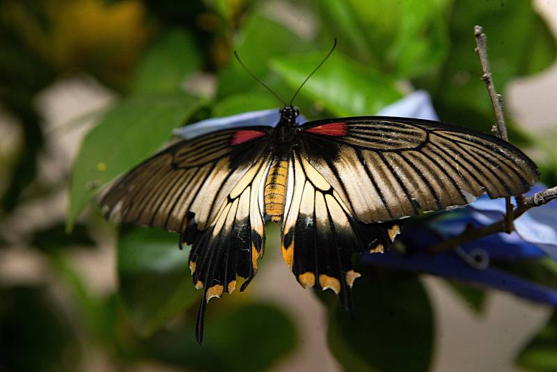 Volně poletující motýli v motýláriu Florcentra Olomouc