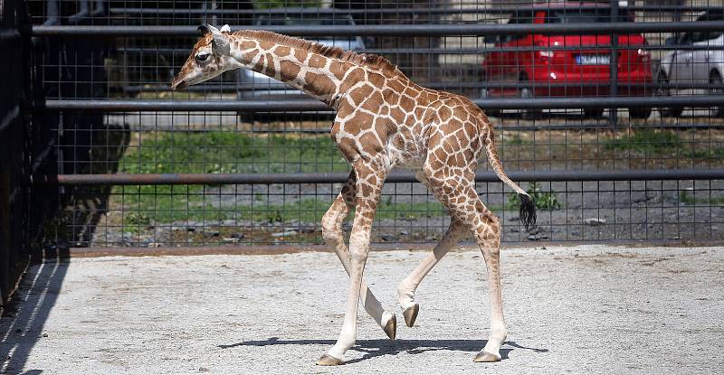 Žirafátko Sarifa narozené 26. dubna 2020 v olomoucké zoo