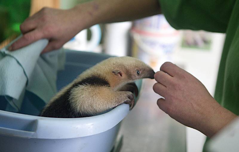 Mládě mravenečníka čtyřprstého v olomoucké zoo