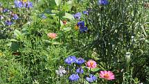 Květinové záhony v olomouckých parcích hýří barvami a lákají hmyz.