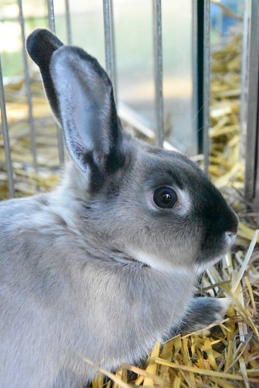 Okresní všeobecná výstava králíků, drůbeže a holubů v Senici na Hané, 21.-22. 9. 2019