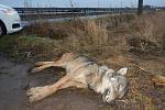 Nález mrtvého vlka u silnice u Olšan na Prostějovsku