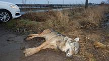 Nález mrtvého vlka u silnice u Olšan na Prostějovsku