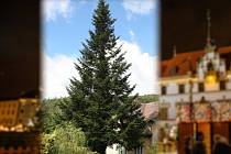 Vánočním stromem v Olomouci v roce 2022 bude jedle z Hluboček na Olomoucku