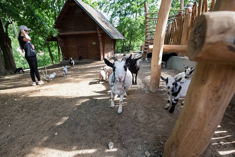 Hezké počasí a bezpočet čerstvě narozených mláďat jsou výzvou k procházce po zoo.