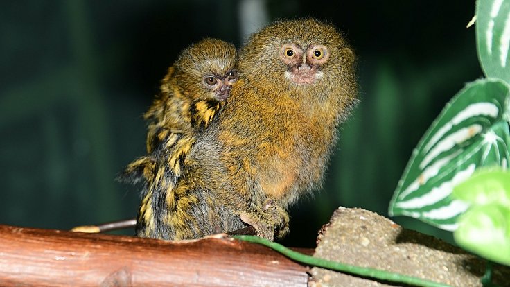 Zoo Olomouc se pochlubila mláďaty nejmenší opice na světě kosmana zakrslého, srpen 2021