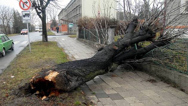 Vyvrácený strom v olomoucké ulici Erenburgova.