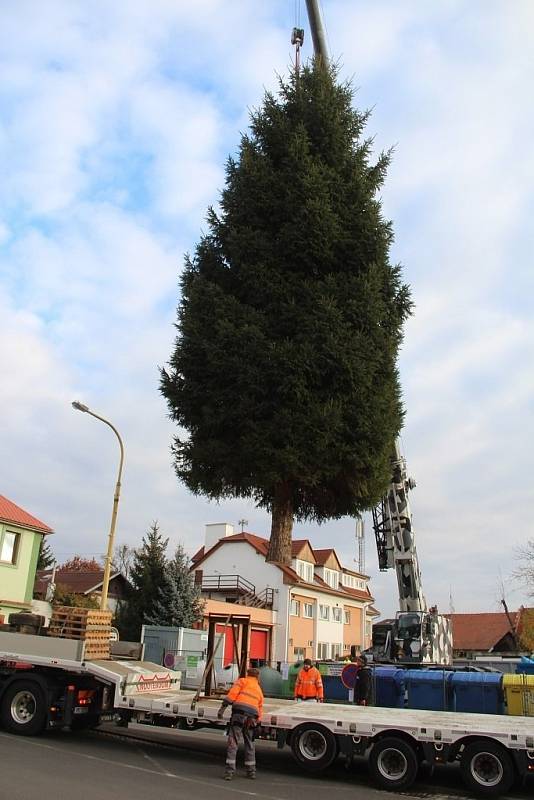 Krásný mohutný smrk dorazil v neděli z Dubu nad Moravou na olomoucké Horní náměstí. Příští neděli bude slavnostně rozsvícen a dostane své jméno.