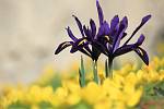 Kosatec síťkovaný ´J. S. Dijt´ (Iris reticulata), u správní budovy bot. zahrady. Tato časně jarní cibulovina pochází z Turecka, severního Iráku, Iránu a Kavkazu. Tyto drobné kosatce jsou vhodné především do skalek, ale i do nádob a je možné je též přirych