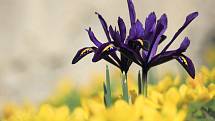 Kosatec síťkovaný ´J. S. Dijt´ (Iris reticulata), u správní budovy bot. zahrady. Tato časně jarní cibulovina pochází z Turecka, severního Iráku, Iránu a Kavkazu. Tyto drobné kosatce jsou vhodné především do skalek, ale i do nádob a je možné je též přirych