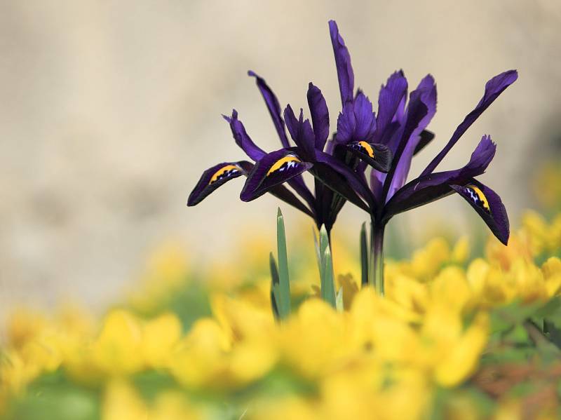 Kosatec síťkovaný ´J. S. Dijt´ (Iris reticulata), u správní budovy bot. zahrady. Tato časně jarní cibulovina pochází z Turecka, severního Iráku, Iránu a Kavkazu. Tyto drobné kosatce jsou vhodné především do skalek, ale i do nádob a je možné je též přirych